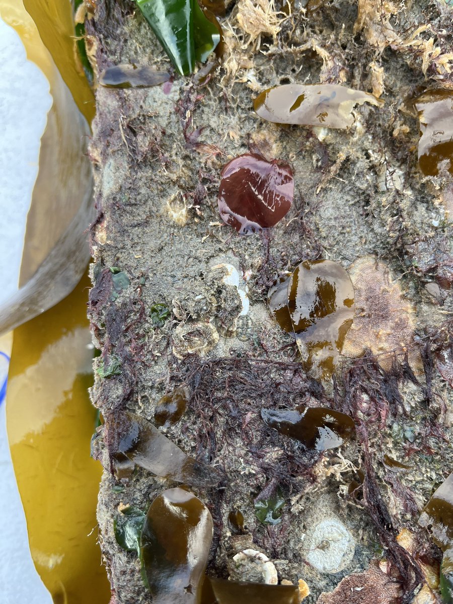 Second day of summer #monitoring and we’re already seeing a difference in coverage and diversity between our sites… #LivingSeawall #SERCWest #Surveys #SFBay 
📷 Jessika de Jesus