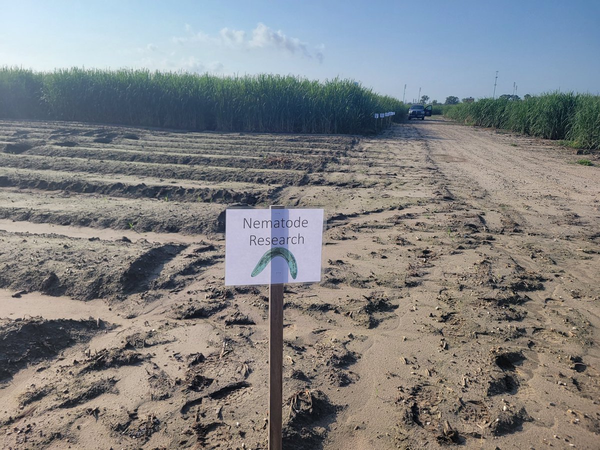 Dr. Tristan Watson and MS student Iris Aguilar presenting on nematode management in sugarcane at the LSU AgCenter Sugarcane Field Day. This trial is evaluating new nematicides and the impact of application frequency on nematode suppression and yield.