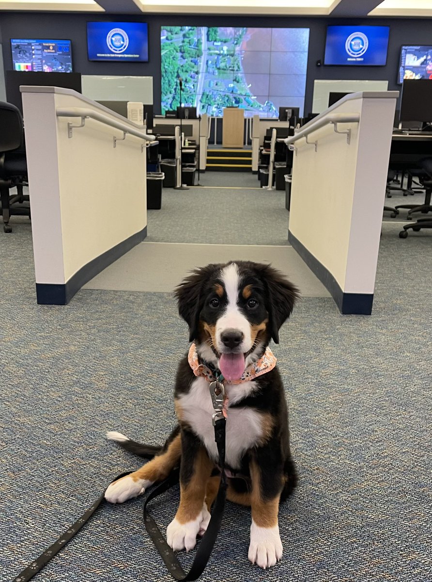 MichEMHS's tweet image. The SEOC had a special guest today. Brynley came to work with one of our EMHSD Lieutenants. She’s an adorable reminder to always have a preparedness plan for your pets! Check out her new #miready frisbee. @MichStatePolice #petpreparedness
