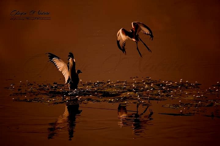 DeDhilip's tweet photo. "Dance of Jacana'
Journey Through Wilderness-Trail That Never End
Pheasant Tailed Jacana
Photograph by - ยฉ๏ธDhilip de Alwis
Location - Ceylon (Taprobane/Taprobana)
#awpcwild #natgeo #wildlife #wildlifephotography #nature #NaturePhotography #bbcearth #bbcwild #bbctravel https://t.co/bcq52TIpdV