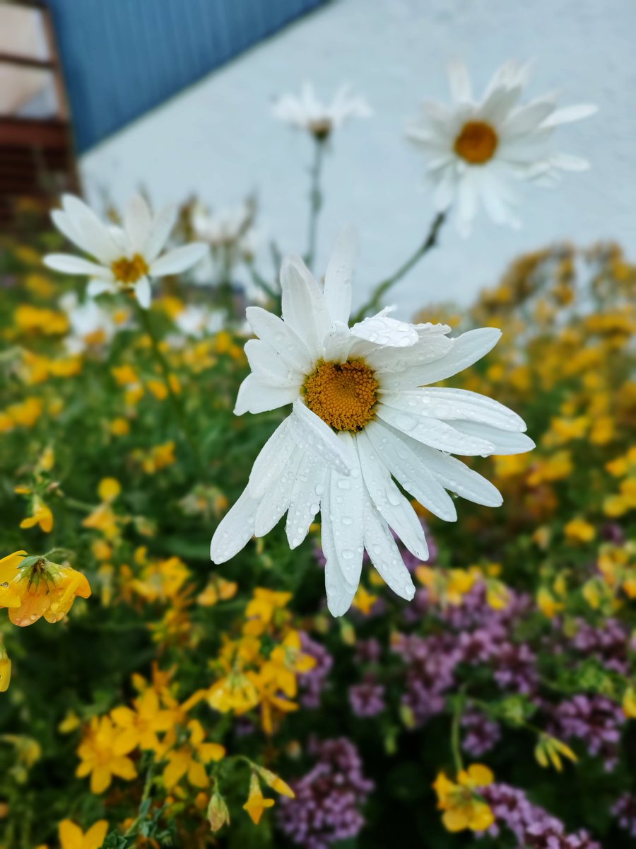 JohannaHellste2's tweet image. Pieni osa mun niin sanotun kukkapenkin lajikkeista. Pörriäiset on tykänneet. #pölyttäjät