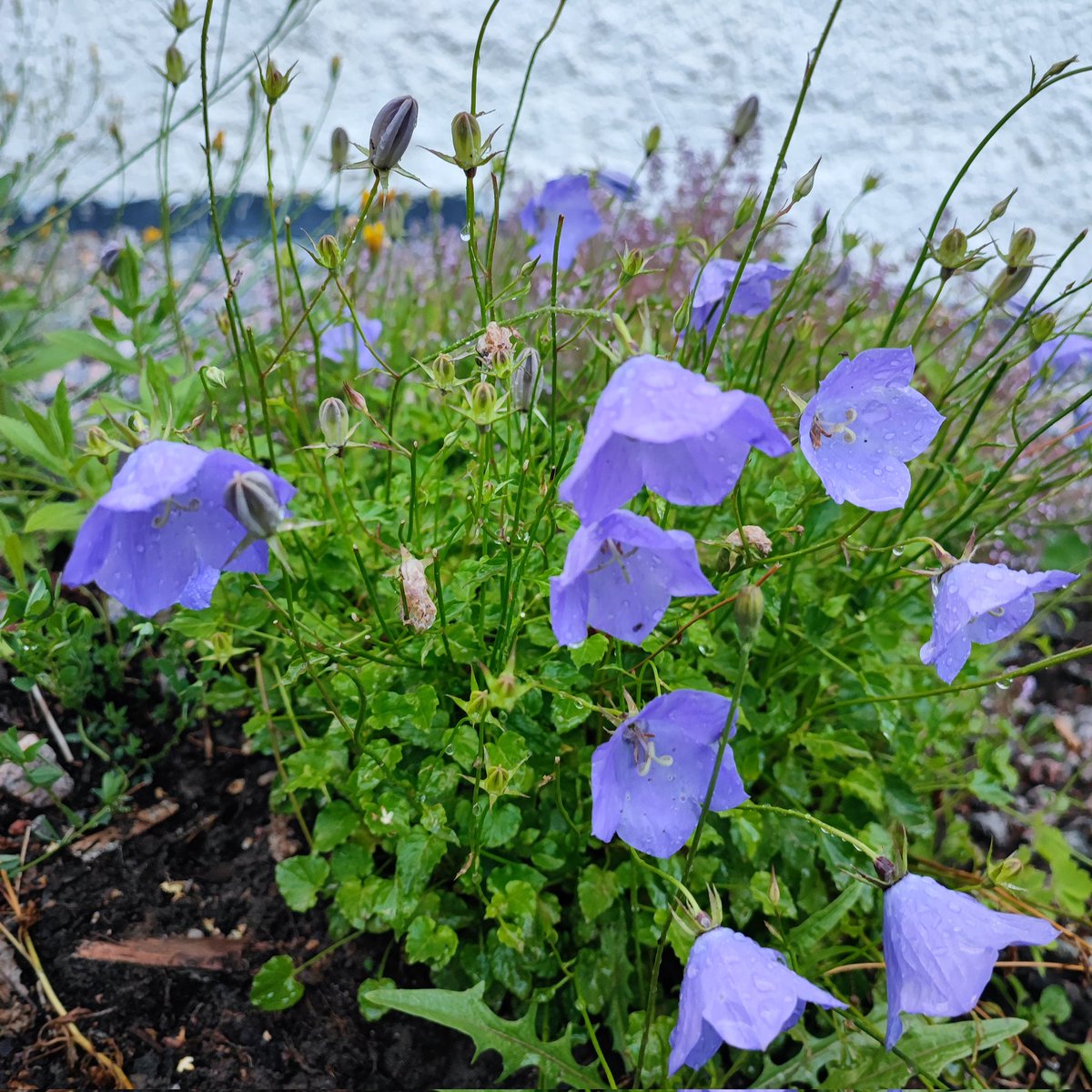 JohannaHellste2's tweet image. Pieni osa mun niin sanotun kukkapenkin lajikkeista. Pörriäiset on tykänneet. #pölyttäjät