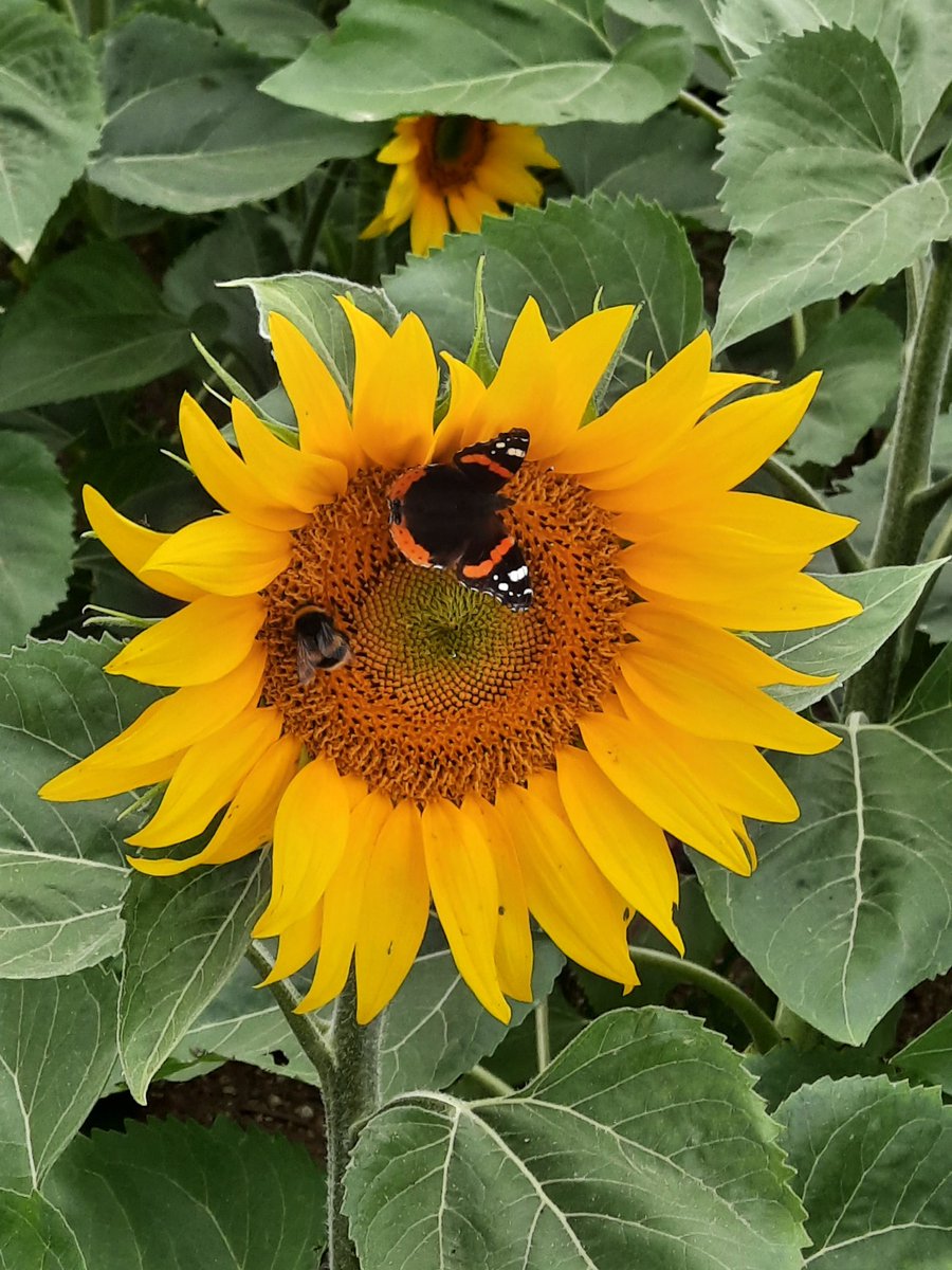 Mélanie Szalkowski tweet media