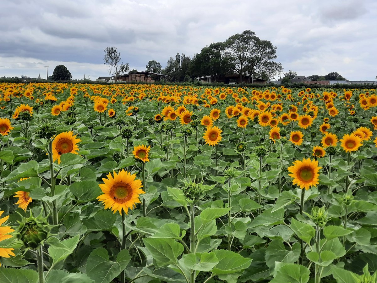 Mélanie Szalkowski tweet media