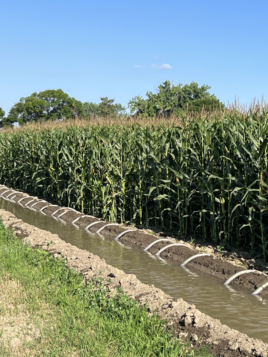 Time to irrigate corn again.