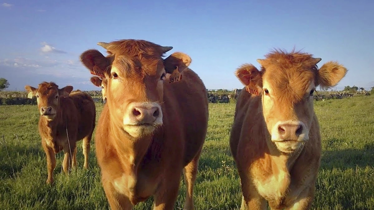 infoblancosobrenegro tweet media