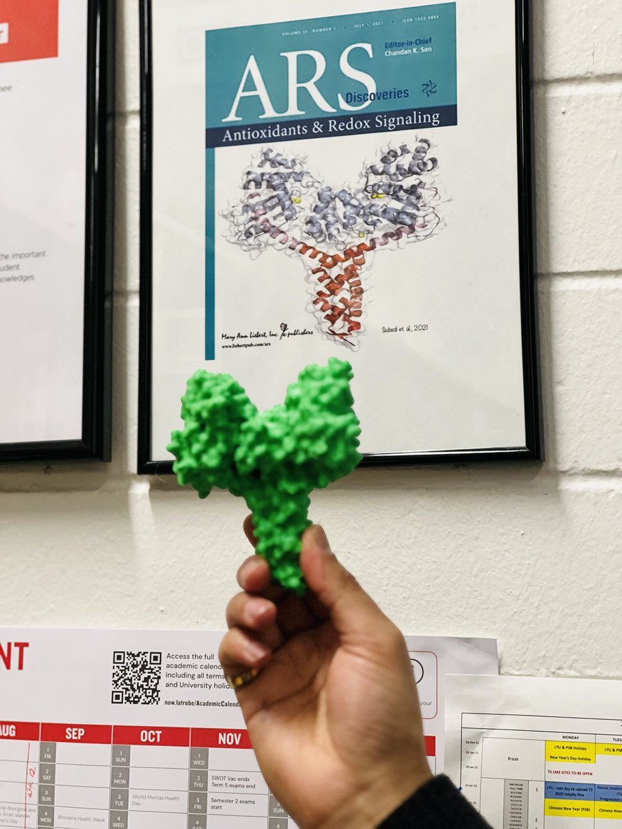 subedi_pramod's tweet photo. The 3D models of proteins are captivating, providing a hands-on experience to explore their complexities.
Grateful to Prof. @BegonaHeras for guiding my PhD/postdoc journey & gifting this beautiful 3D model of my fav protein! Great PhD memories!!
#Heraslab @SABE_latrobe @latrobe https://t.co/NZLMwB5LBd