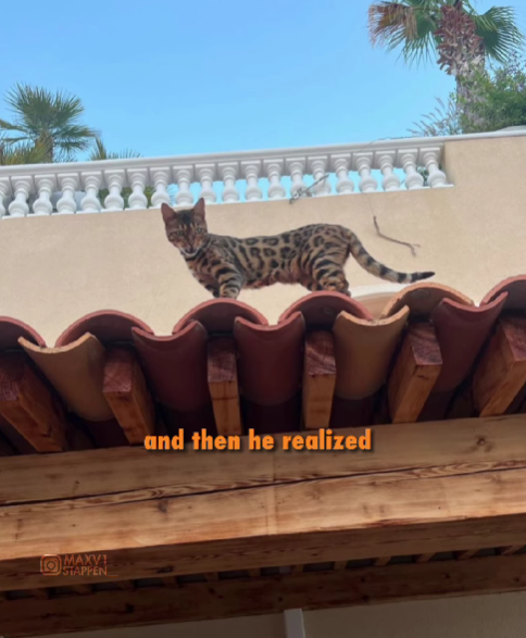 canaleffe's tweet photo. Verstappen revelou que um de seus gatos fugiu de casa e ficou preso num telhadinho dos vizinhos (tinha cachorro embaixo).

SImplesmente O TETO DE GATOS do Verstappen https://t.co/sLG9Oq0aDM