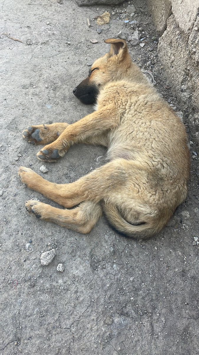 Alina_Gag's tweet photo. Acaban de encontrar a esta bebé cachorrita así en esta bolsa 💔 abandonada a medio campo a morir

Alguien podría darle resguardo? Si no se encuentra a alguien, probablemente se quedara ahí 💔 https://t.co/XS5HUc1P71