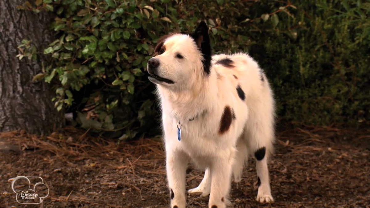 whotfisjovana's tweet image. Just found out the dog in dog with a blog died