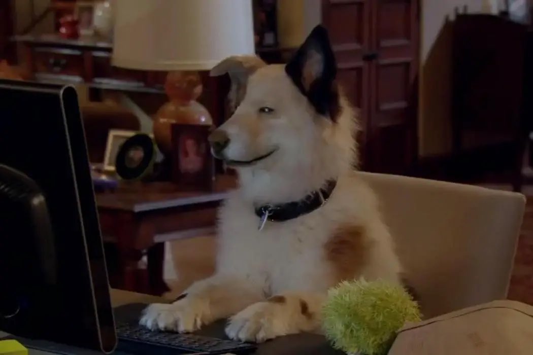 whotfisjovana's tweet image. Just found out the dog in dog with a blog died