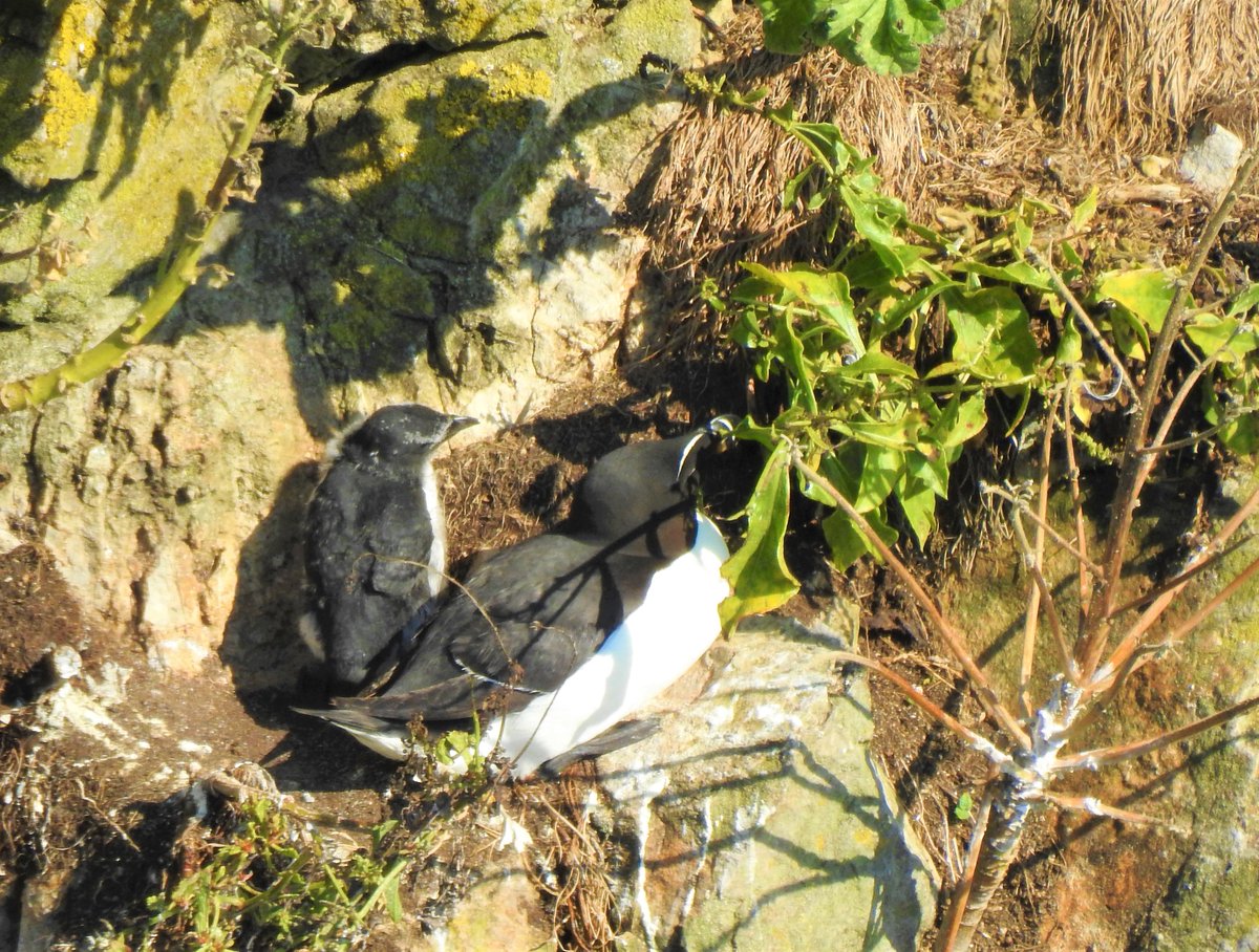 angiloveslife's tweet photo. Didn't spend much time at the Green Bridge of Wales &amp; Stack Rocks yesterday. Only found one razorbill &amp; chick. Is that because they've already headed home or decimated by Avian flu #PembsBirds #StackRocks #GreenBridgeofWales #Pembrokeshire #razorbill #noguillemots #avianflu https://t.co/If8aHYzoSe