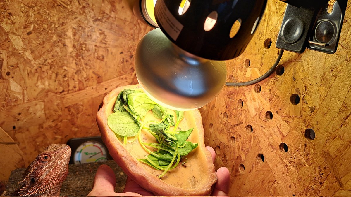 急いでるときの最終手段でよくやっちゃうけどあるあるなのかな
#フトアゴヒゲトカゲ