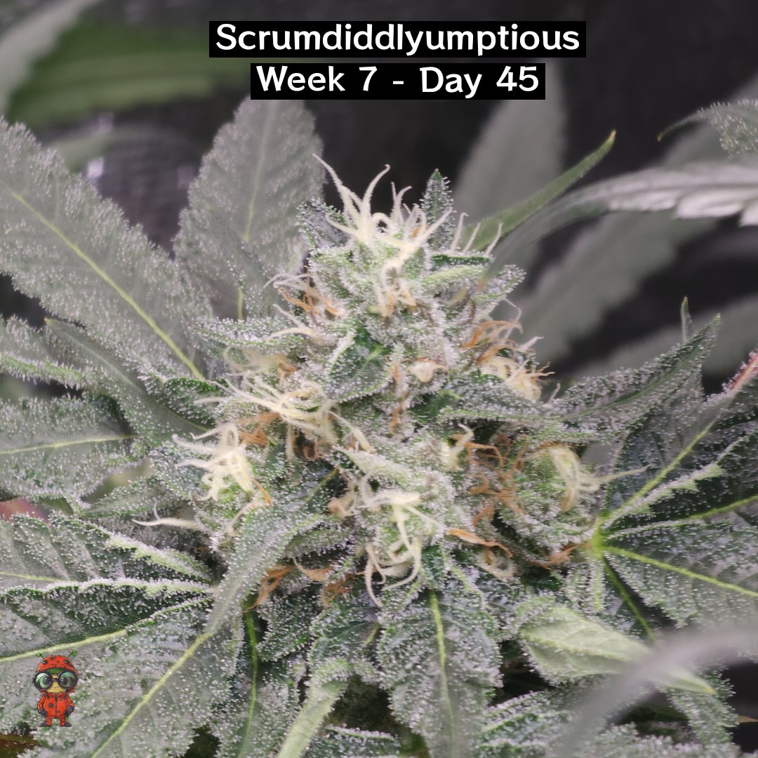 MyNextHarvest's tweet photo. Week 7 Flowering Dipz, Project 9, Red Runtz S1, and Scrumdiddlyumptious
#cannabiscommunity
#cannabisculture
#weedporn
#weedstagram
#cannabissociety
#cannabisheals
#cannabisphotography
#cannabislife
#hempheals
#cannabisdaily
#dailydabs
#cannabisindustry
#cannabisgrow https://t.co/Jy4syWXCMQ