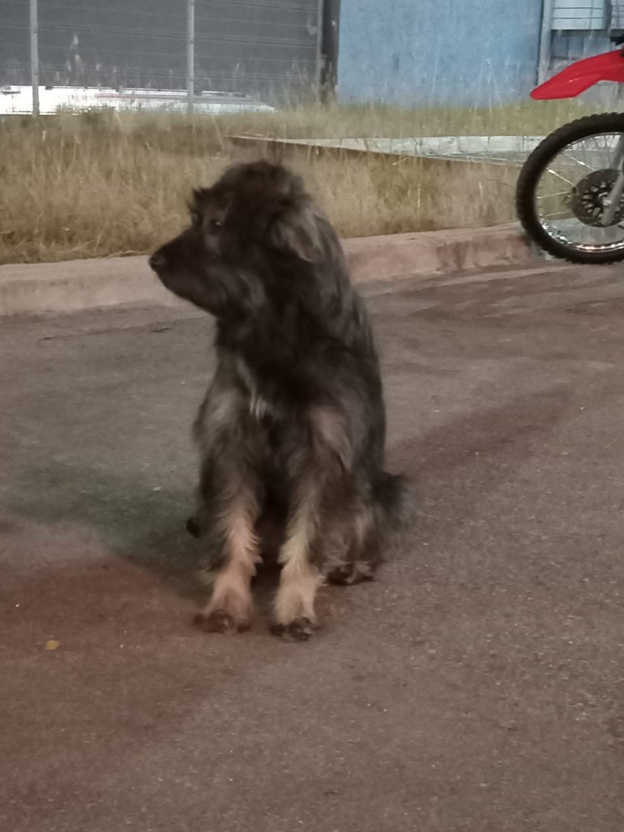 Perrito perdidooooo. No tiene collar. Está en el estacionamiento de la terminal nueva hace varios días. <a href="/VivireNuevaCba/">VivirenNuevaCórdoba®</a>