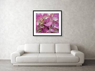 pulaskishepherd's tweet photo. “Pink Hydrangea” Framed Art Print

#PulaskiShepherdCo
#PSCSCo
#FineArtAmerica
#PinkHydrangea
#FramedArtPrint

https://t.co/j9qXzYhWog https://t.co/fN6tlGoCHV