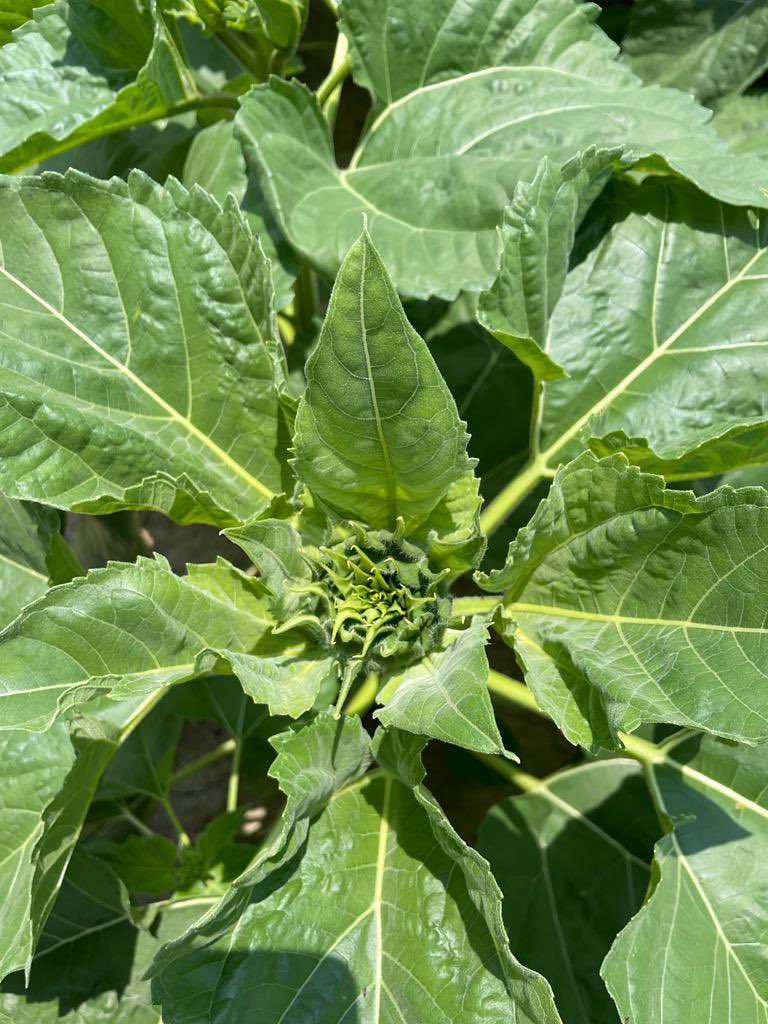 We discussed #Agronomics for #Sunflower production at the 2023 Western Agronomy Field Day this afternoon. 

Current projects explore full season crop and double crop options in Ohio 🌱🌱🌻🌻
<a href="/JoeDavlin/">Joe Davlin</a> 
<a href="/OSU_IPM/">JJski</a> 
@ohiomycete 
<a href="/OSU_Agronomy/">Ohio State Agronomy</a> 
<a href="/OSU_HortCropSci/">Ohio State Horticulture and Crop Science</a> 
<a href="/CFAES_OSU/">Ohio State - CFAES</a>