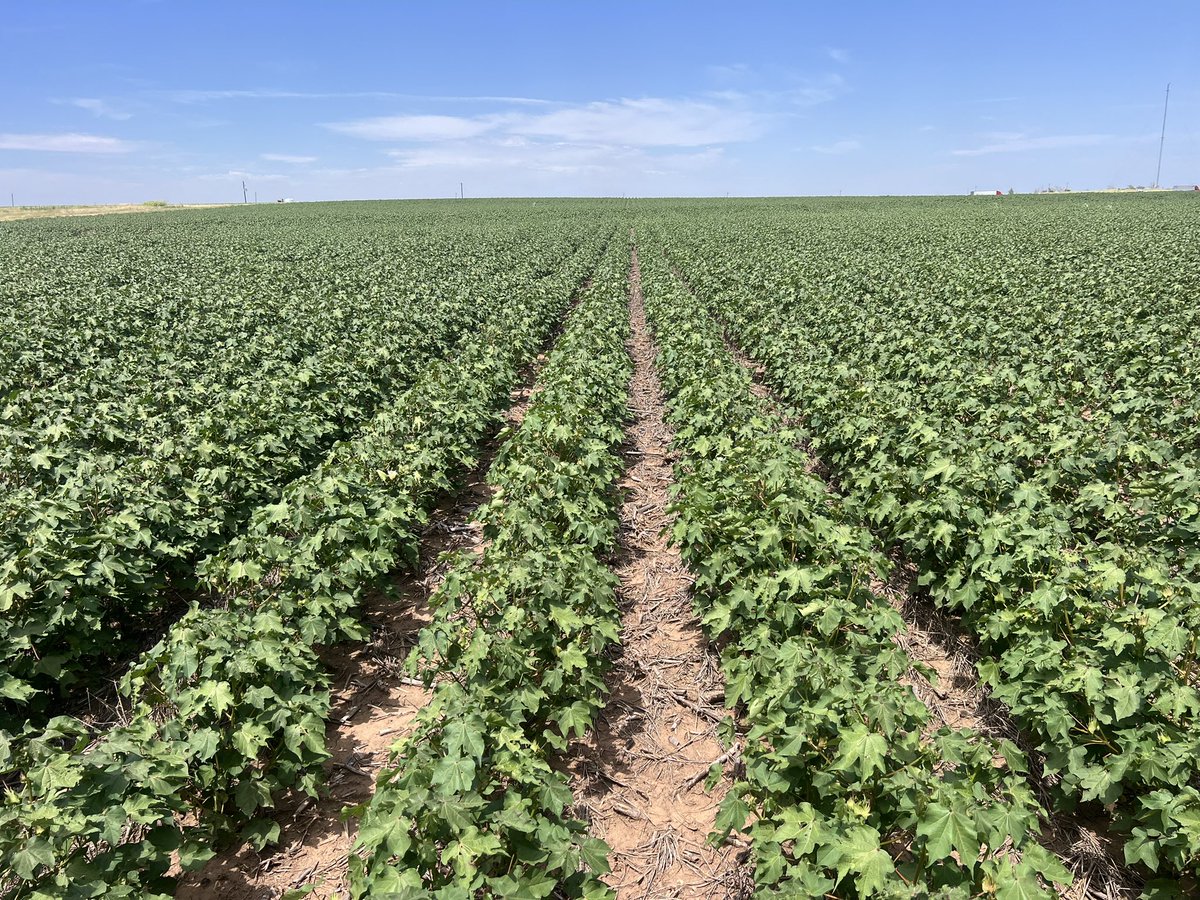 Richie Quigley (@richiequigley) on Twitter photo Thanks for having us Walker. We had a great look around some good looking 60β and 30β as well as Pima cotton. All with good ground cover <a href="/MSFcotton/">Walker McAnear</a> <a href="/BillyBrowning93/">Billy Browning</a> <a href="/alexandradalts/">Alex Dalton</a> <a href="/nuffieldaust/">Nuffield Australia</a> Thanks for having us Walker. We had a great look around some good looking 60β and 30β as well as Pima cotton. All with good ground cover <a href="/MSFcotton/">Walker McAnear</a> <a href="/BillyBrowning93/">Billy Browning</a> <a href="/alexandradalts/">Alex Dalton</a> <a href="/nuffieldaust/">Nuffield Australia</a>