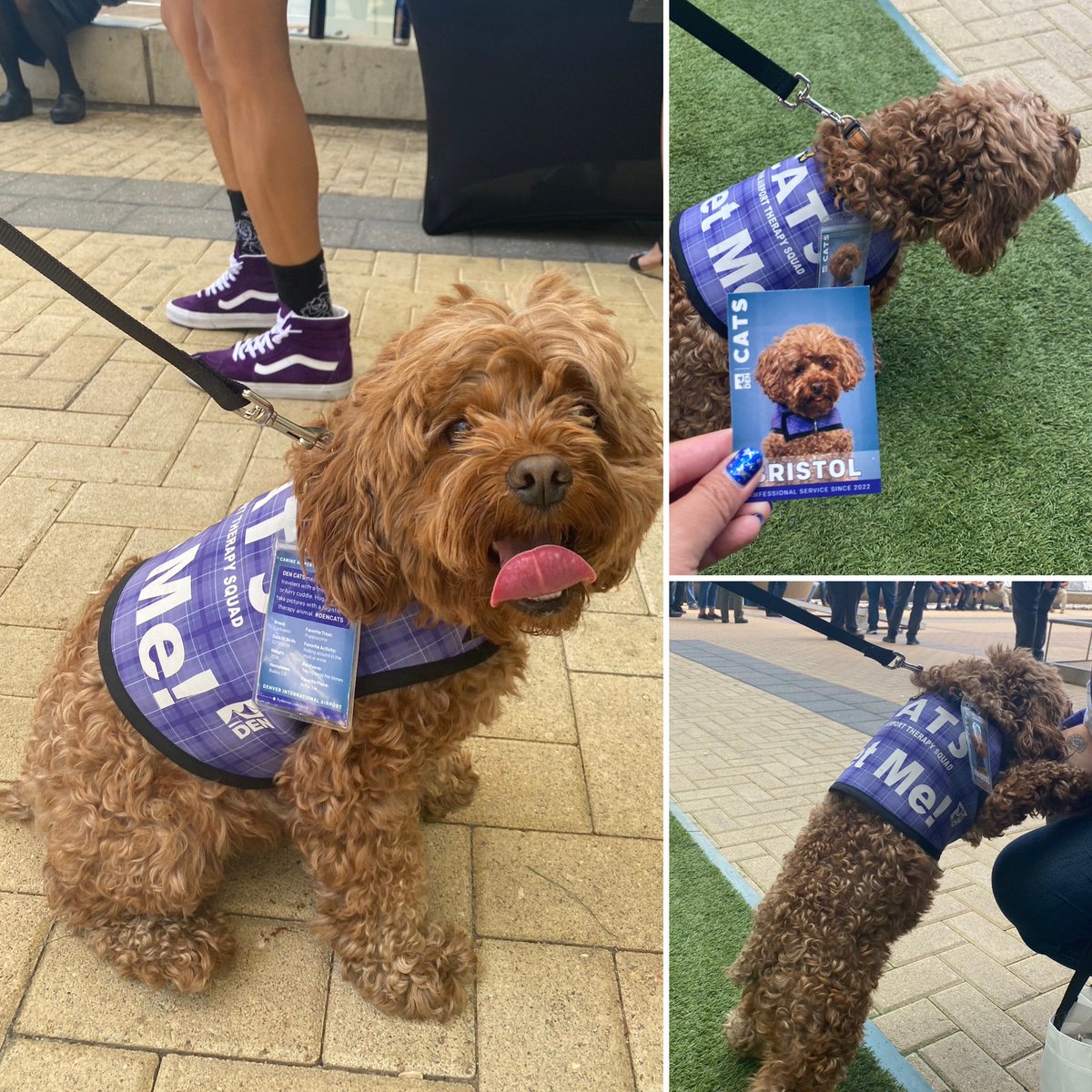 LisaCTruong's tweet image. Time for #tailwaggingWednesday! Meet Bristol, a three-year-old cockapoo with CATS (canine animal therapy program) at @DENAirport. Bristol loves puppaccinos and rolling in the mud/snow. 

#flyDEN #DENairport #CATS #Therapyanimals #AirportTherapyAnimals