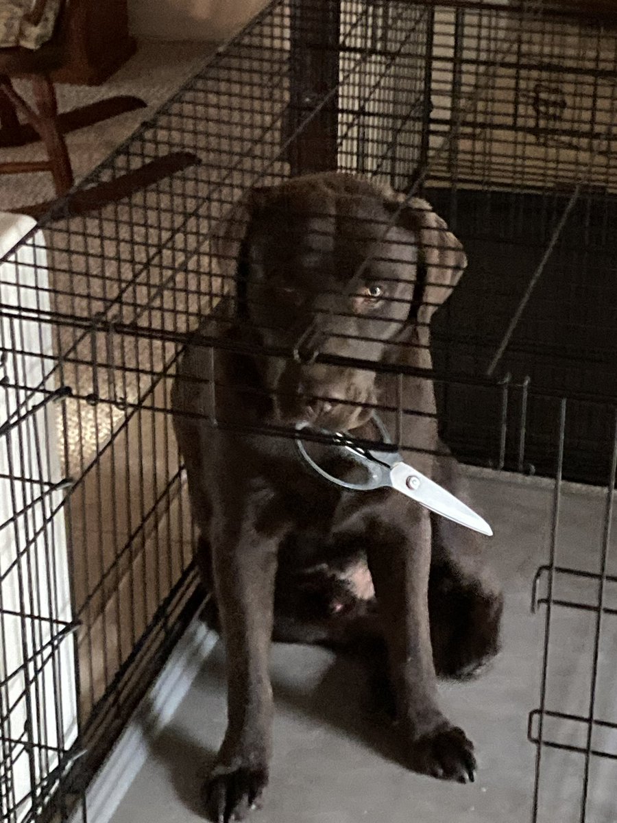 madtotes's tweet image. 