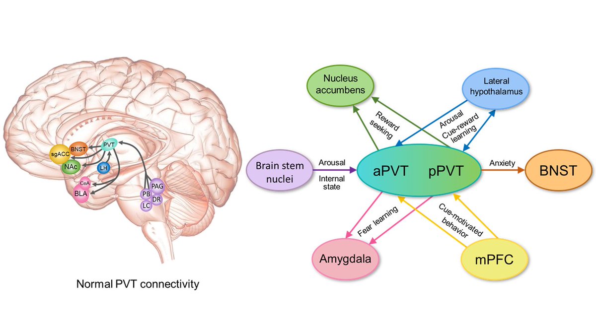 Grateful and excited for our accepted <a href="/ACNPorg/">ACNP</a>  symposium on PVT connectivity and function in health and disease with <a href="/mike_yassa/">Mike Yassa</a> <a href="/Flagel_Lab/">Shelly Flagel</a>, Danny Stout and <a href="/clkooiker/">Cassandra Kooiker</a> Come hear of novel human and experimental model discoveries.  #ACNP2023   @gavanm <a href="/fabriciodomonte/">Fabricio Do Monte</a> @Rizblatz