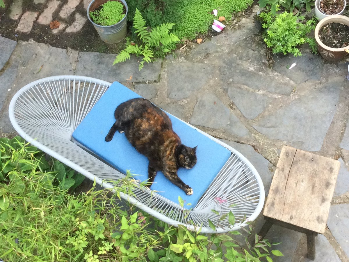 bubblemaniccat's tweet photo. @thehairycats Kitty is loved and has a lovely life https://t.co/dVyqQCPNxL