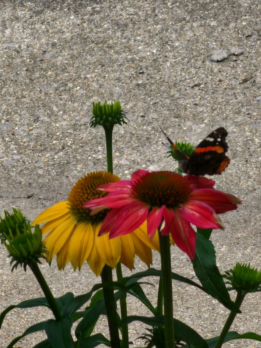 #butterfly #coneflower #backyardgardener