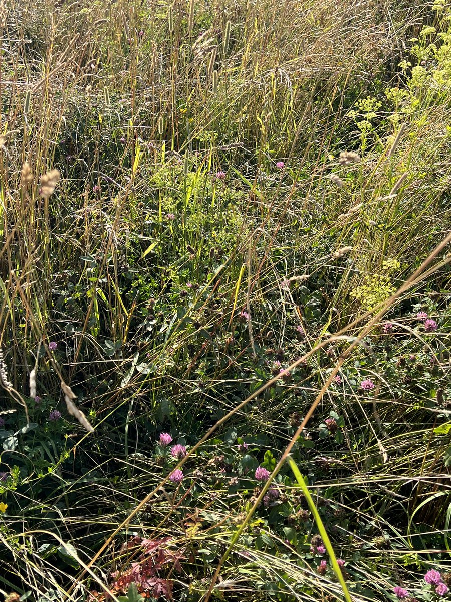 PadwickNick's tweet photo. From a herbage lay to compost. #wildkenhill #wildfarmed https://t.co/X4GOJD9665