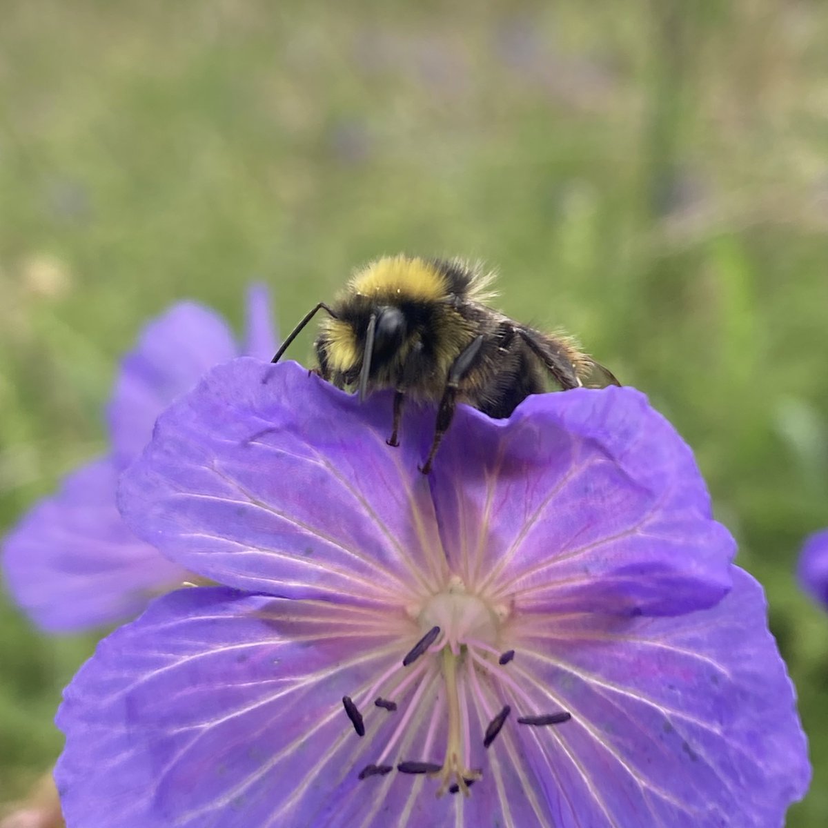 Red-tailed Bumblebee male resting on Meadow Crane’s-bill. Look at that yellow moustache 💛