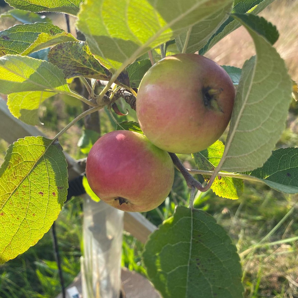 FriendsOfDunvantPark tweet media