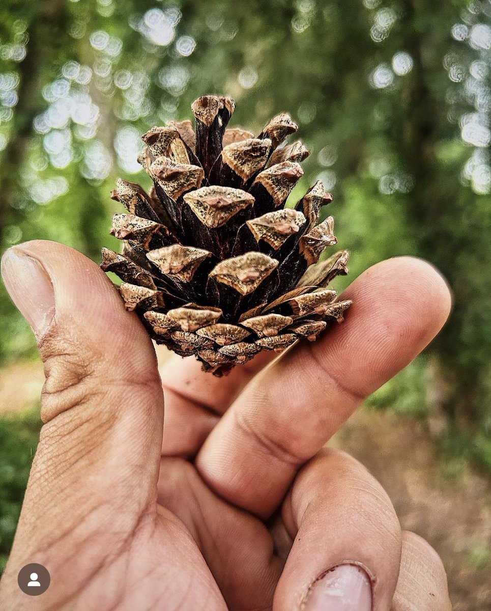 thecoastwalker's tweet photo. When is a pinecone not perfect? Throughout history, pinecones have been a symbol of human enlightenment, resurrection, eternal life and regeneration. random titbits of information I learn from running everyday, stay happy, stay healthy, stay curious… #run365 #keeplearning https://t.co/6hnWNdOf3W