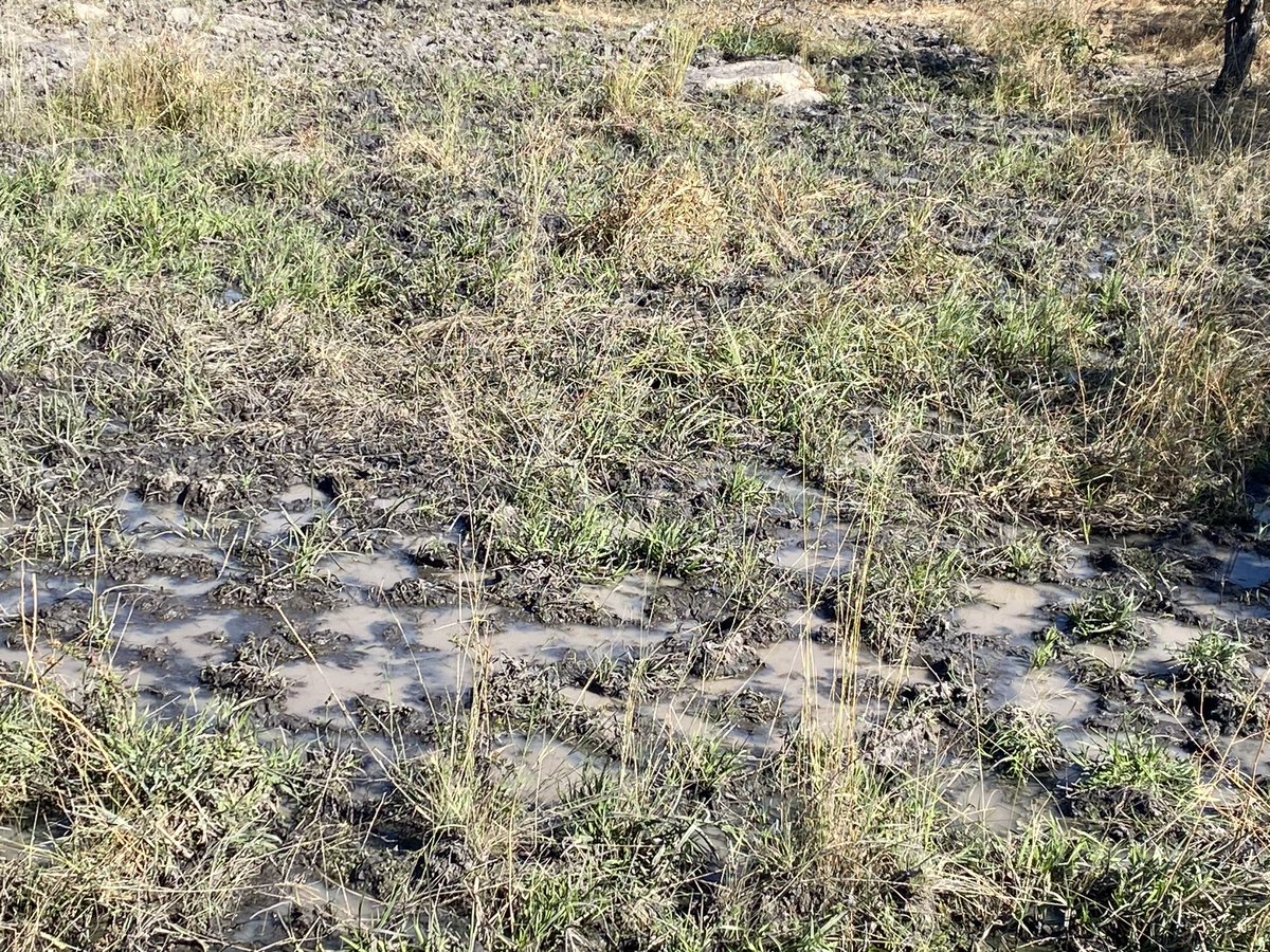 MaminiminiObert's tweet photo. 3. Today the trainee facilitators visited the budding 23 member Linyumbi Agro-Pastoral Field School, ward 13 Gwanda where #APFS members are demarcating 4 paddocks from a 20 ha rangeland. https://t.co/W4PLnn5Uzx