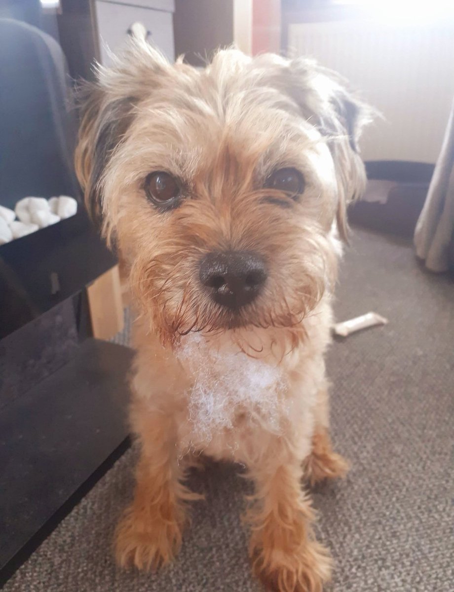 Someone's been in the van and shredded a toy!!! Mams already hoovered today. It's absolutely lawless on this caravan site!!! Why isn't there security?? The culprit will be long gone now😬
#BTPosse