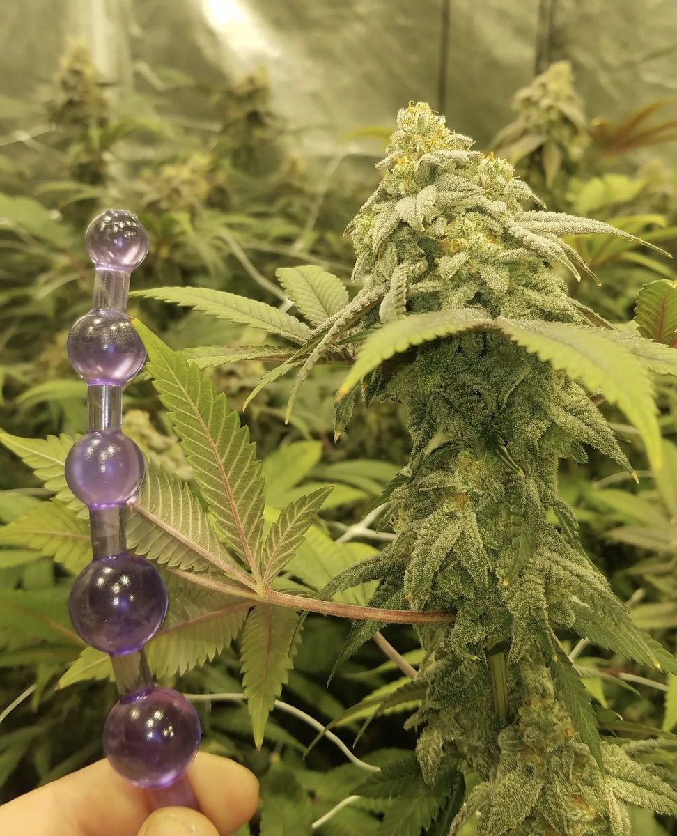 riolocsin_11's tweet photo. Fruit loops og (🐐cut) 🔥 

#CannabisCommunity #bitcoin #cryptocurrency #WeedLovers #weedsmokers #CannabisVerfolgungStop #Cannabislegalisierung #russia #weedlife #420friendly #420community #ohioweed #STONER #StonerFam https://t.co/YfKCuinVJr