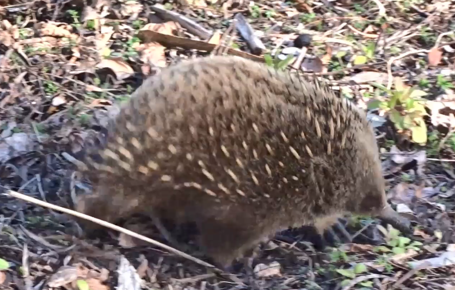 GothicValleyWI's tweet photo. Did you know that burrowing #echidnas turn over an Olympic swimming pool's worth of earth each year? We did thanks to @JackDAshby! Not bad for an egg-laying mammal averaging maximum 20 inches in length! #Marsupials #monotreme #Australia #Evolution https://t.co/R8WQn18fwh