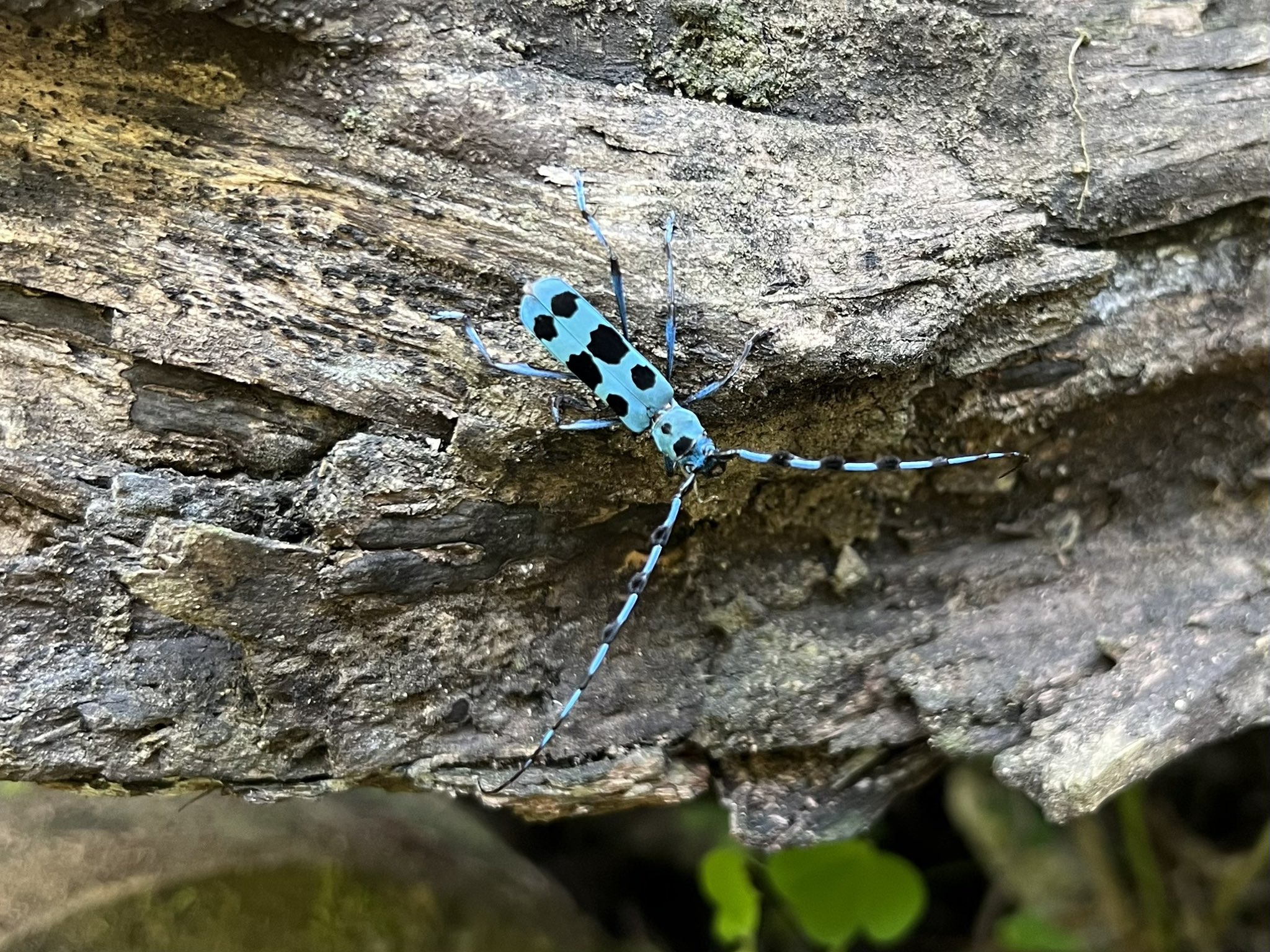 ALICE (@allice0902) / X