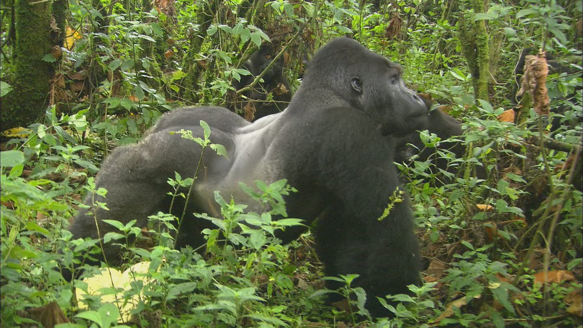 ヒガシゴリラの大人のオスは背中が銀色になるため、「シルバーバック