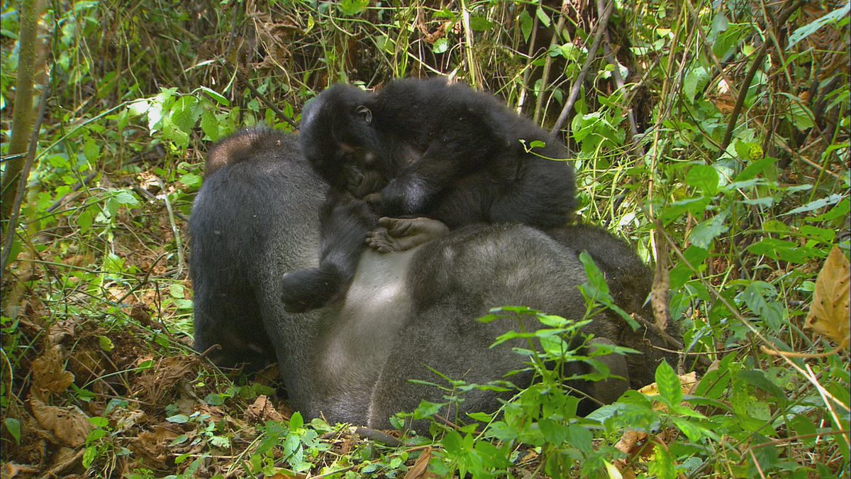 ヒガシゴリラの大人のオスは背中が銀色になるため、「シルバーバック