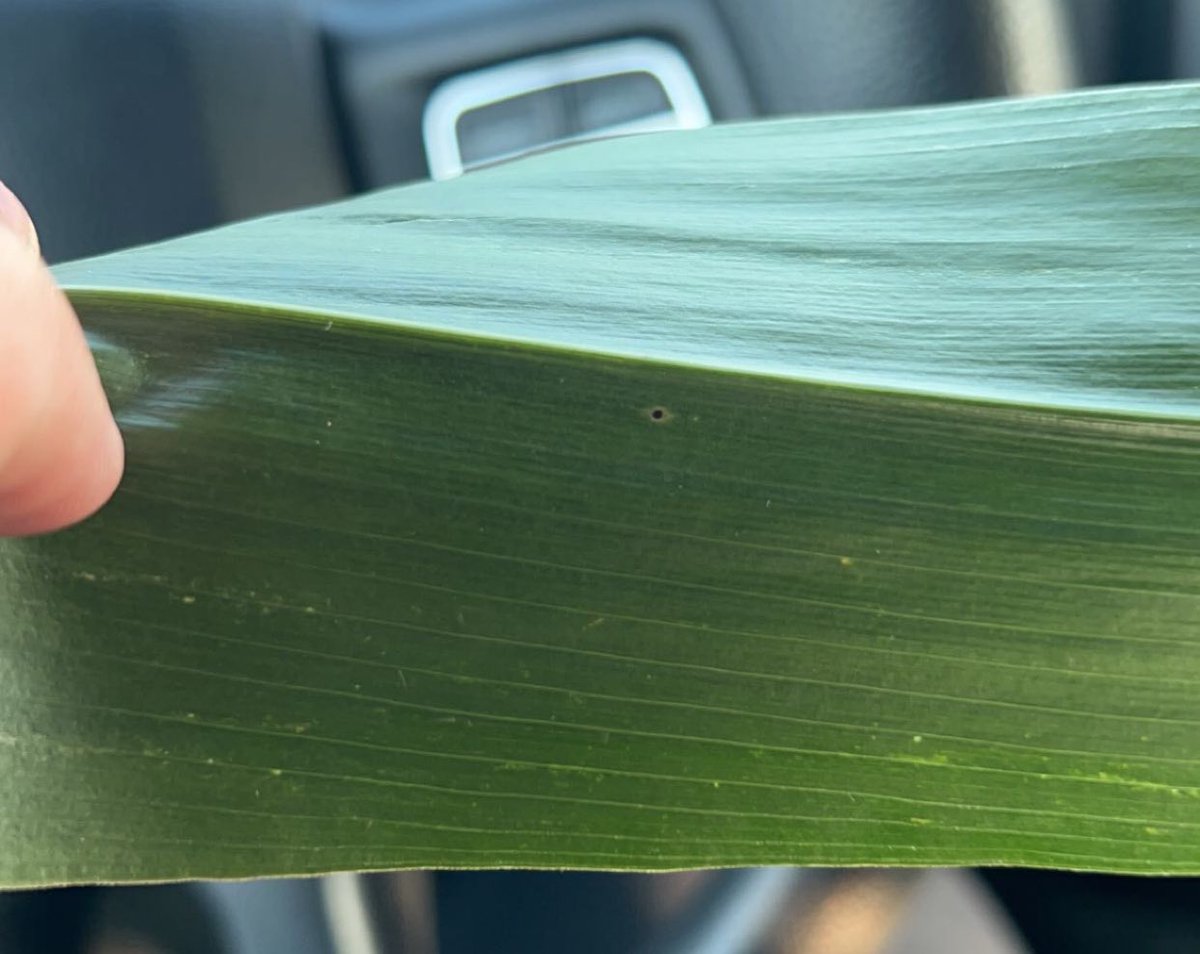 Found a TarSpot lesion just outside of Tilbury last night and confirmed it with <a href="/AlbertTenuta/">Albert Tenuta</a> today. 

Reminder to scout your fields or reach out so we can give you a hand scouting and get your fungicide application on the books! <a href="/HDCAgronomy/">Hensall Co-op Agronomy</a> <a href="/BrianCoutts/">Brian Coutts</a> <a href="/BillForan3/">Bill Foran</a>