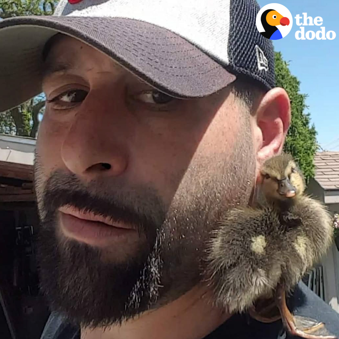 The Dodo On Twitter Guy Rehabs A Wild Duckling Who Flies Back To