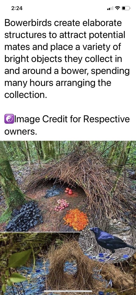 ⁦@Laureannawrites⁩