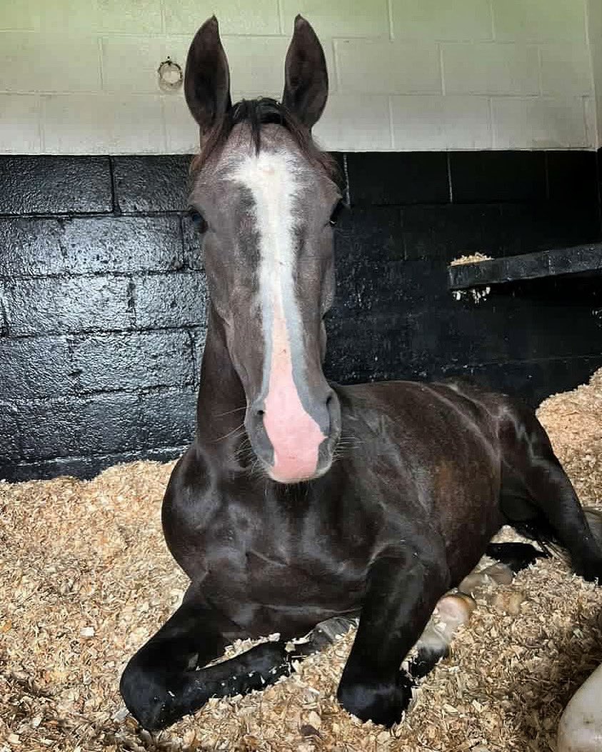 Clondaw Royale relaxing in his stable today captured by own groom Shannon.
