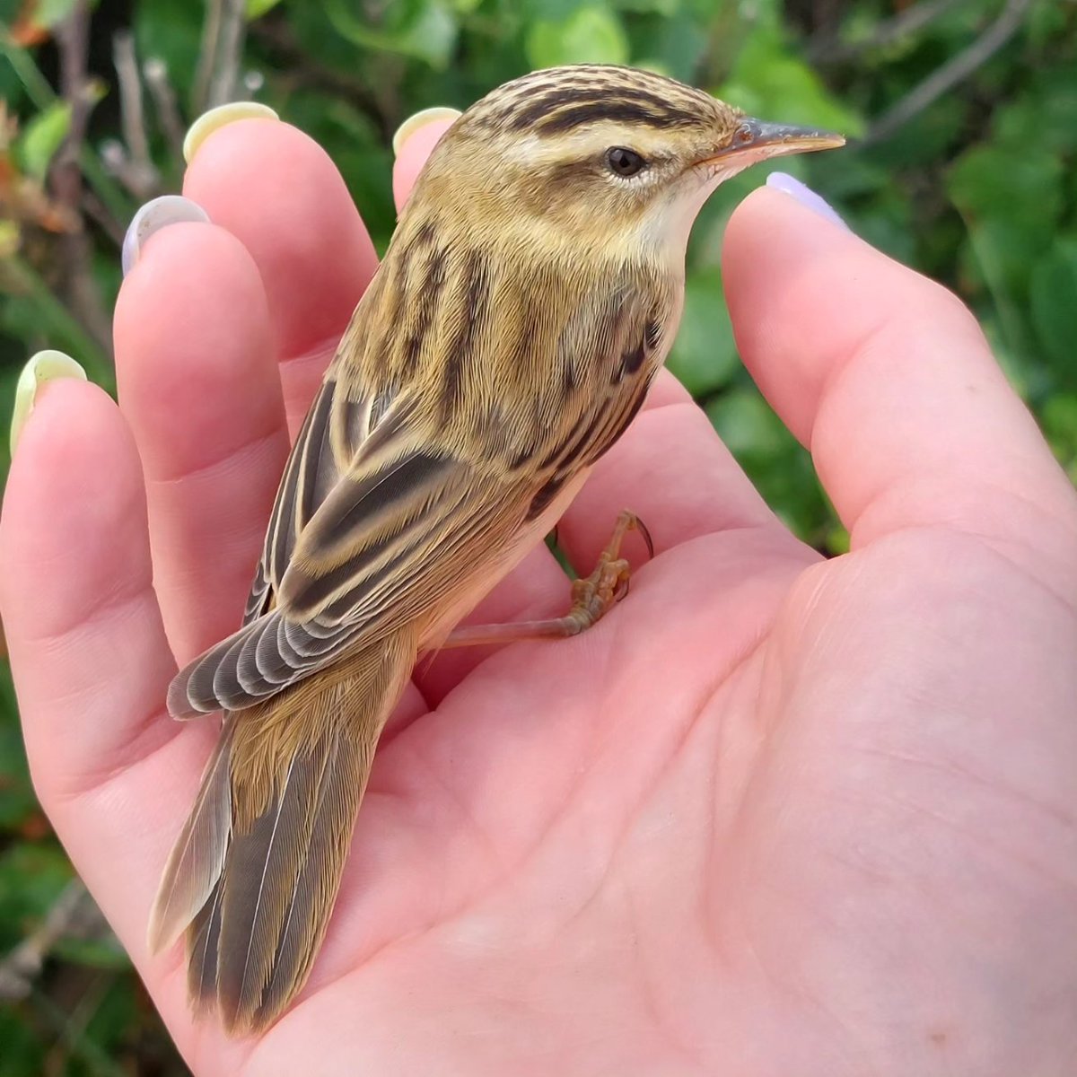 Womanatees1's tweet photo. What an exceptional beauty. A little sedge warbler fledgling recovering in my palm after a collision with a window.  Special, spectacular and a privilege to see up close.
#ecology #birdlife #conservation https://t.co/smW3XKOLws