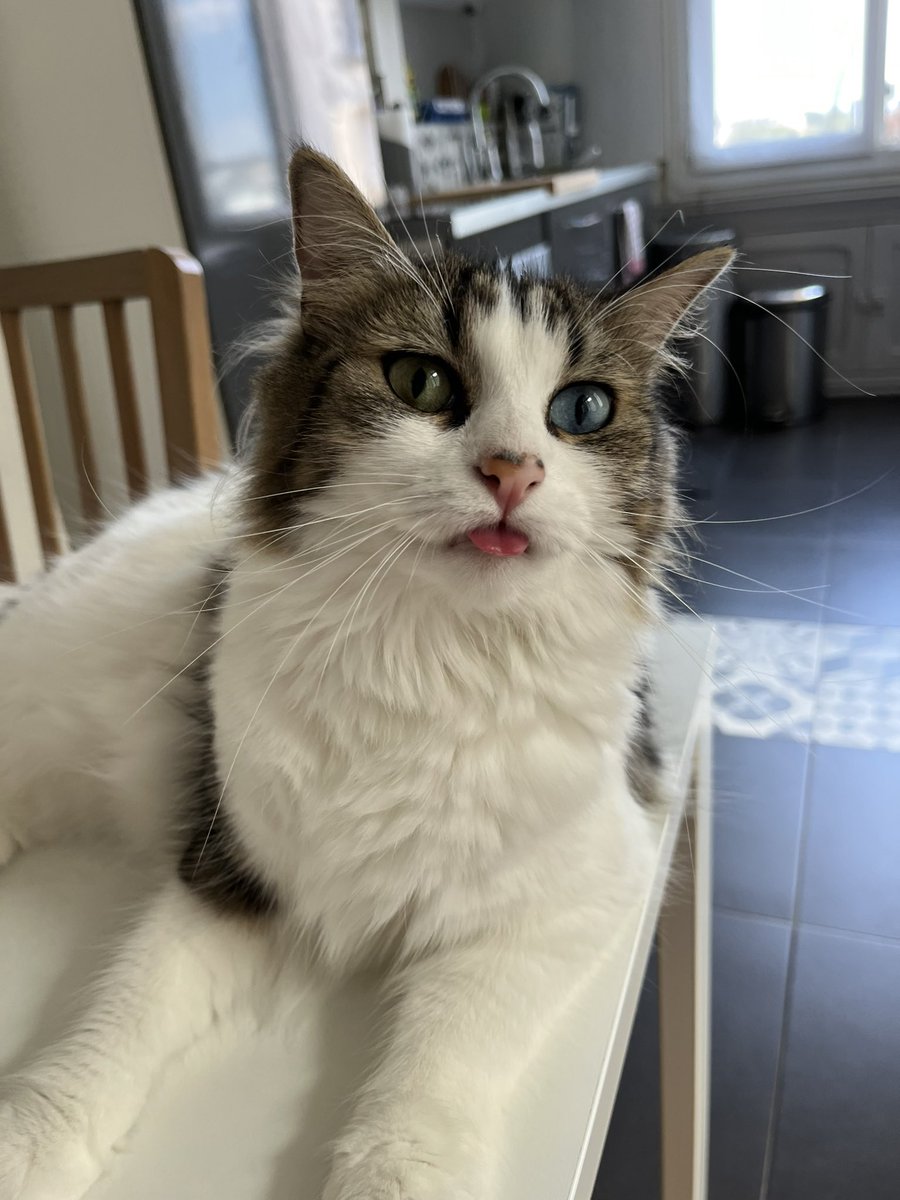 rssnoan's tweet photo. The cat.                             The criminal. https://t.co/RbsxVssjQ3