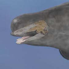 TOASTIE, M.A.✨ tweet media