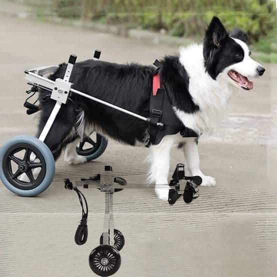 50BorderCollie's tweet photo. Today is my birthday no one Wishes me 🙂 https://t.co/E6m6D2XGDD
