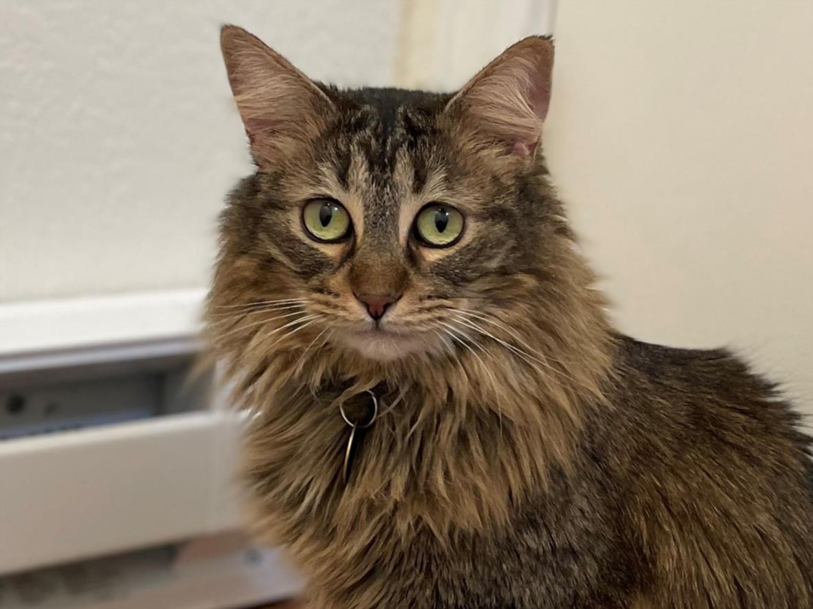 Meet Misty, Pet of the Week over at @DenverChannel. Don't miss you're chance to adopt a cuddly, affectionate companion like Misty.❤️ Learn more: youtu.be/ORilIs0nVhM #DumbFriendsLeague #CompassionAlways #AdoptMisty