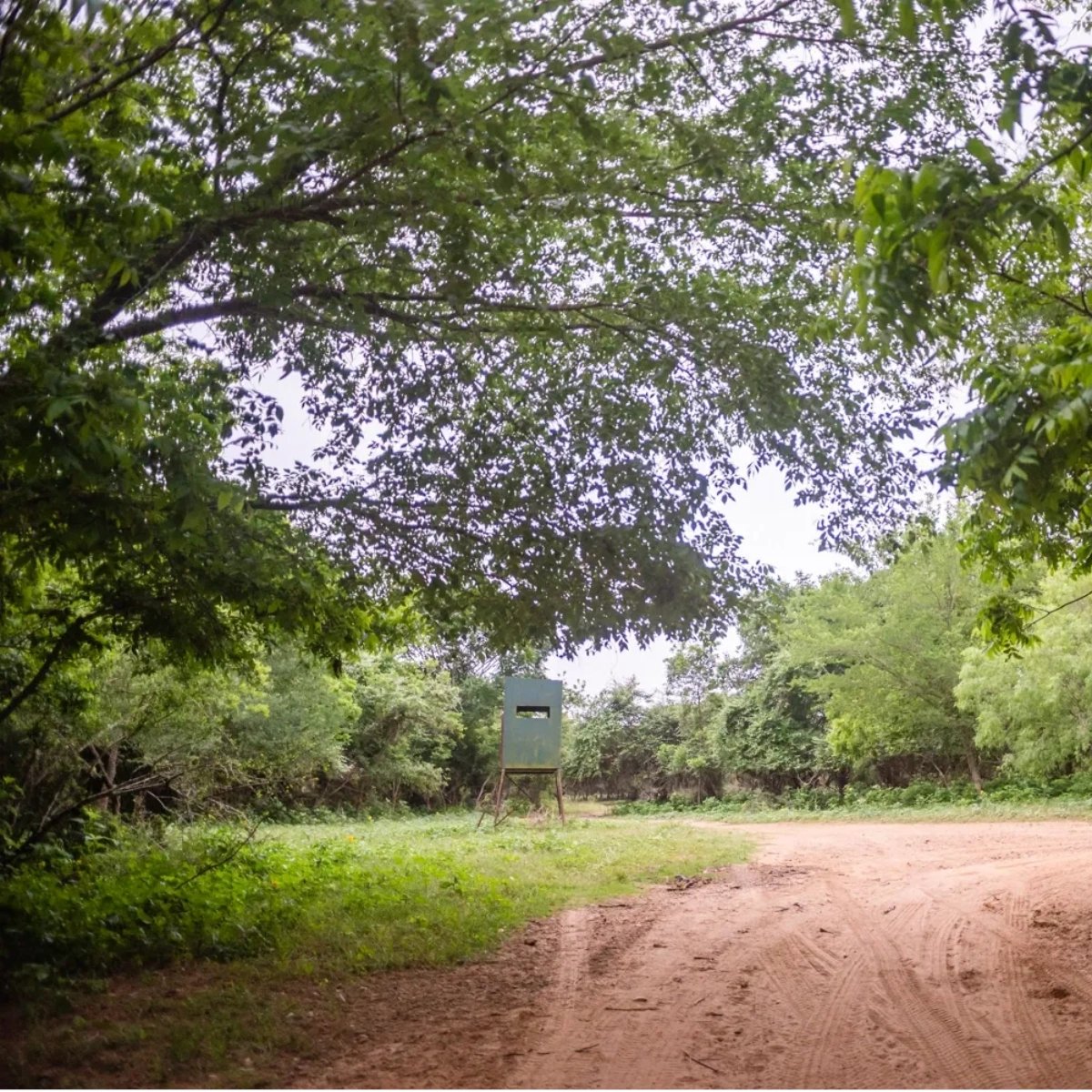 TexasHuntRanch's tweet photo. Mesquite trees dominate our ranch and provide both food and cover for animals like mallard ducks, white-tailed deer, coyote, and Mexican raccoon. It truly is a hunter's paradise! #IndependenceRanch #hunting https://t.co/fPjqZkCkjK