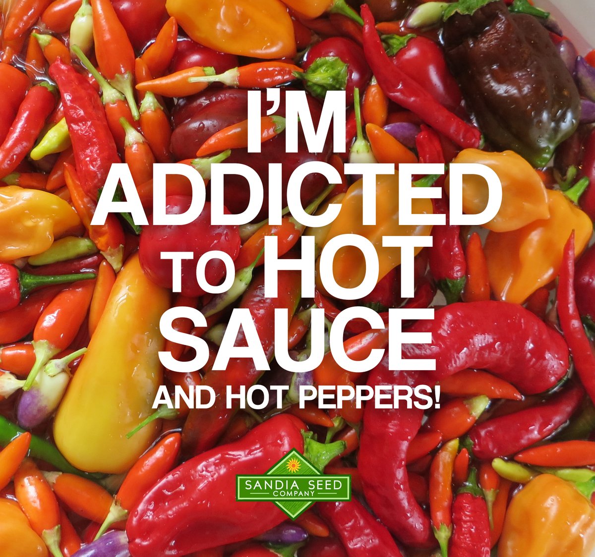 SeedSandia's tweet photo. 😄You? 

#hotsauce #hotpeppers #seeds #vegetablegarden https://t.co/FN1NXPf3nz