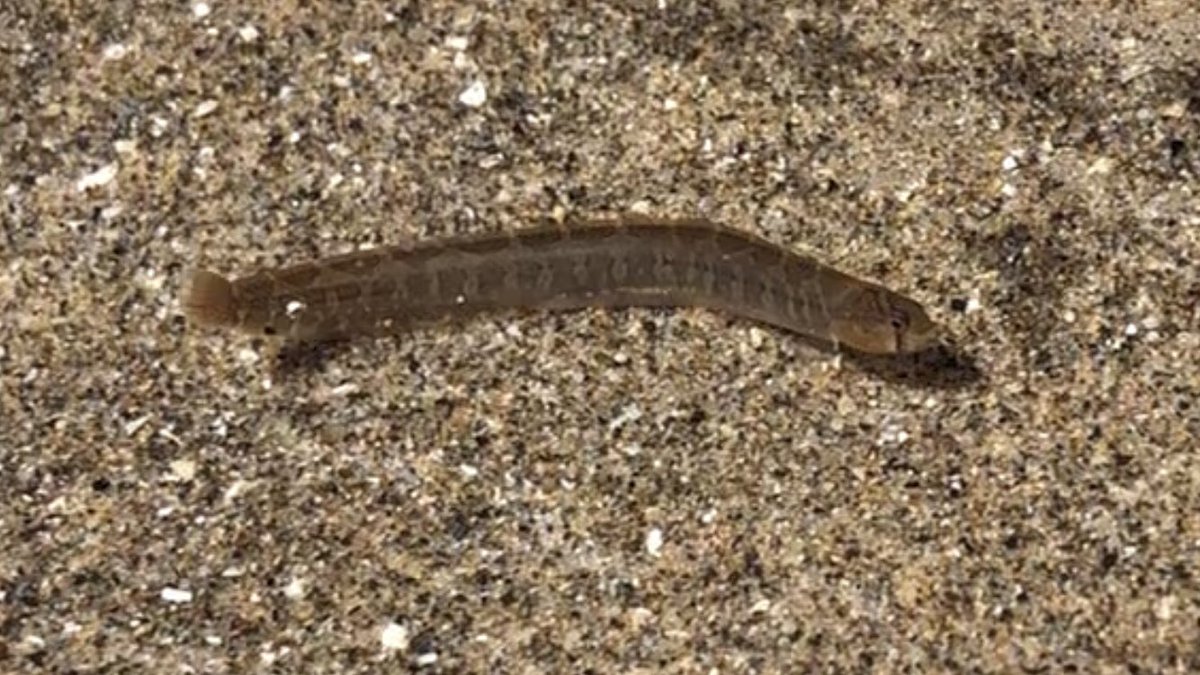 #fishtwitter can I have some assistance with an ID? Found in a tide pool on Cannon Beach in Oregon.